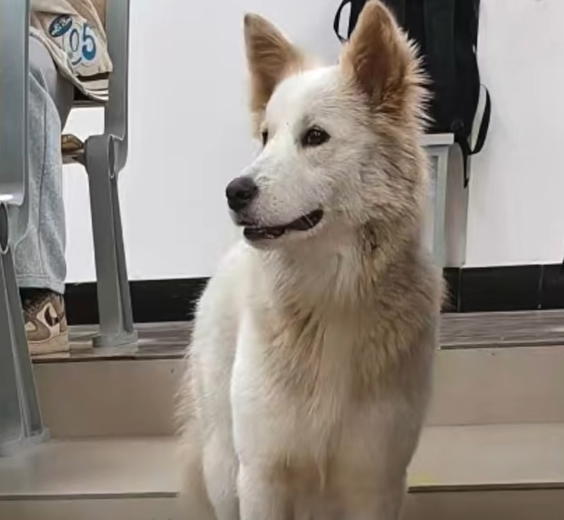 九游体育-湖南湘潭宠物狗跑进高校被保安吃了？校方：系“开玩笑”，当时吃的狗肉是保安自己买的，当地警方已介入处理